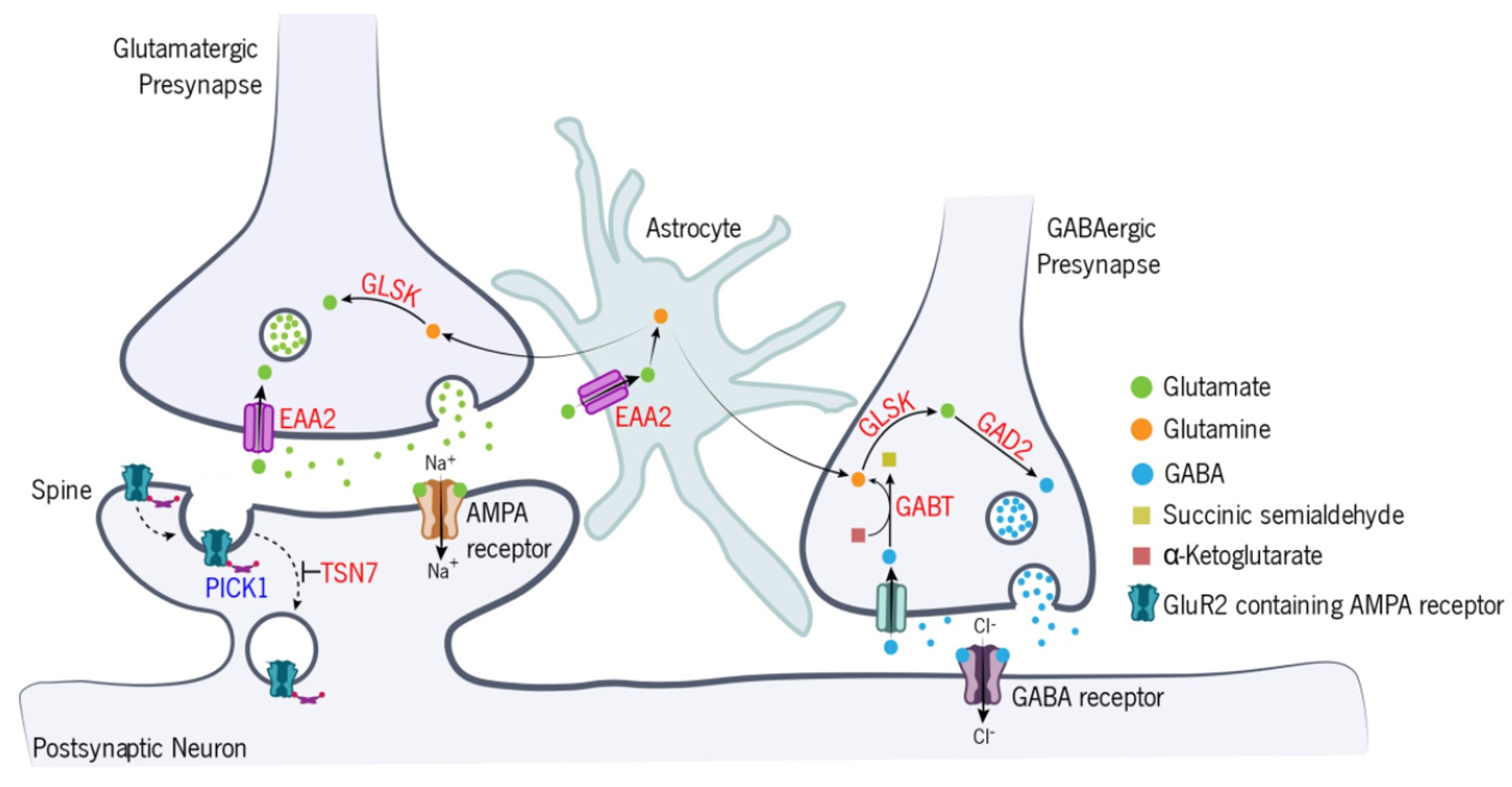 Chronic treatment with D2-antagonist haloperidol leads to inhibitory/excitatory imbalance in striatal D1-neurons